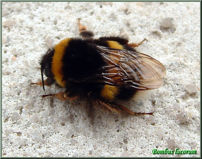 Bombus lucorum